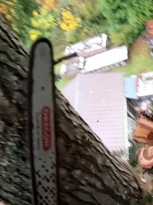 Taking Down The WHOLE TREE 🪓#arboristsoftiktok #treeworker #treeservice #pov #guiltyoftreeson