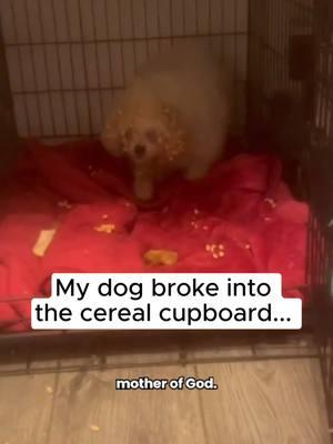 Turned into Dobby at the end 😭😂 (@thethreeamigosandme via @arkbykomi) #dogsoftiktok#dogsvideo#dogsatchristmastime#christmas2024#christmas#xmas#christmaspuppy #dog