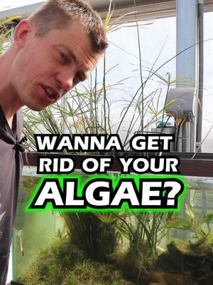 BEST OF 2024! 🏆 Thank you for making it a great year! Thank you for watching and following along! WANNA GET RID OF YOUR ALGAE?? Follow this tip! What are your thoughts of Django the Oscar? TANK ON! #oscar #oscarfish #greenhouse #dustinsfishtanks #tankon #aquarium #aquariums #aquascape #aquascaping #aquariumplants #scape #fishtank #freshwateraquarium #plants #plantlife #planted #plantedtank #plantedaquarium #aquascape #aquaticplants #Love #loveit