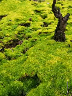 ✨Moss-terpiece✨️🥹  Moss walls, moss floors, moss carpets, moss boulders— tell us who was your designer? Oh wait, it’s the ultimate sustainable eco-artist, mother eARTh herself.😉 She’s been perfecting moss’s style and function for over 500 million years, and it shows!😍  Here’s the wild thing: Mosses offset more carbon than ALL the trees in the world combined.🤯 But that’s just scratching the surface of their superpowers. In nature, mosses: 🌱Purify the air: Absorbing pollutants like carbon dioxide and nitrogen, moss keeps the air fresh and clean. 💧Prevent erosion: Acting like nature’s carpet, moss anchors soil in place, even during heavy rains. 🌡Regulate moisture: Moss absorbs water like a sponge and releases it slowly, keeping ecosystems balanced. 🌎Cool the environment: Moss helps lower temperatures in forests, wetlands, and urban areas where it grows. 🐝Support biodiversity: It creates a safe haven for insects, fungi, and microbes, all of which are essential to thriving ecosystems. 💚Store nutrients: Moss traps and holds nutrients in the soil, paving the way for other plants to grow—even in harsh conditions.  Moss isn’t just a quiet overachiever; it’s a keystone species!🔑 That means ecosystems rely on it to stay healthy and balanced.⚖ Without moss, countless other species would struggle to survive. It’s like the foundation of a bridge, small but vital to holding everything together.💫  The texture of Moss is like velvet combined with a cloud!🤤 Soft, squishy, and somehow ALIVE! It’s impossible to walk past without stopping to run your fingers through it, give it a squish, or a hug!🤗 Every time you touch it, it feels like it's hugging you back! Hehe We pet the moss in almost every clip, and honestly? It’s become a full-on ritual.✨️ Moss is one of our love languages!😋💚  Do you pet moss whenever you see it, or is it just us?😅  #moss #mosses #mossesofinstagram #mosswall #mosscarpet #nature #naturefacts #natureknowledge #themoreyouknow #funfacts #ecosystems #ecosystem #microcosm #eco #ecotourism #ecofriendly #sustainable #sustainableart #mossart #mosslover #mosslovers #mosslove #ilovemoss #welovemoss #washington #washingtonstate #pnw #pnwwonderland 