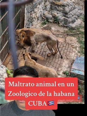 Maltrato animal en un zoologico de la Habana Cuba🇨🇺 claramente se puede ver que estan muriendo lentamente por falta de alimentos💔 !!COMPARTAMOS ESTO AMIGOS!!🙏🏻 . . . . . . . . . #habana #zoologico #leones #cuba #usa🇺🇸 #usa_tiktok #noticias #noticiastiktok #ultimahora #animales #animalestiktok #greenscreenvideo 