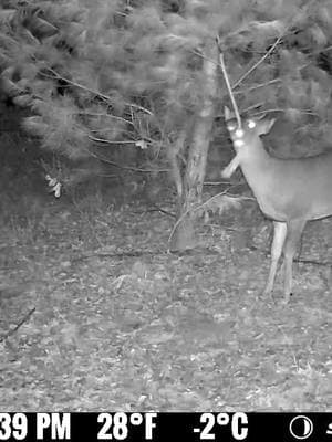 Hitting the mock scrape... #spypoint #trailcamera #trailcam #whatgetsyououtdoors #gamecamera #trailcams #whyispypoint #trailcameras