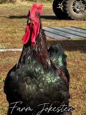 The Poultry Prima Donna: Michelle Edition Michell!, Oh Michelle!, Michelle!  #hen #rooster #chickens #chicken #chickensofinstagram #comedy #funny #geese #goose #memesdaily #geeseofinstagram #dadjokes #funnyanimals #featheryfinetime #motherclucker #farmjokester #nameyellingchicken #chickenscreamingnames #michaelsalerno