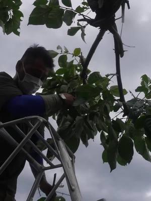 The process of making Japanese pruning shears. Over 200 steps to complete a single pair of scissors! #process #processvideo #making #production #massproduction #manufacturing #factory #factorywork #fyp #foryoupage #trending