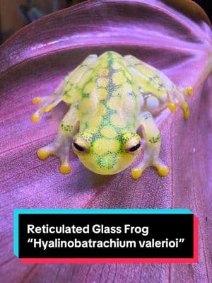 He’s just fertilizing his eggs y’all  🫣👀🤓 look carefully!!!  Did you know??? The Male glass frog is the one who gives parental care “deadbeat mom” and sticks around guarding the spawn, even to the extent of ninja kicking wasps and other potential predators away from the eggs!!!  #frogeggs #ribbit #glassfrog #reticulatedglassfrog #costarica #centralamerica #southamerica #rainforest #jungle #delicate #menacingly #captivebred #amphibian #frog #eggs  #frogeyes #frogger  #indicatorspecies 