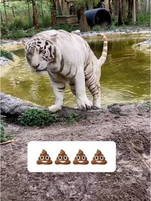 #onthisday “let me get one last dump in before you clean it” #notpets #bigcatsanctuary #zoonaplesfl #EndangeredSpecies #BigCatKeeper #whitetiger 