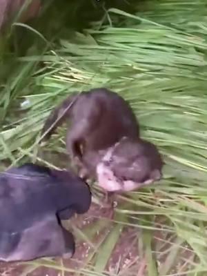 Man adopted a motherless baby otter #rescue #animal #animalsoftiktok #rescueanimals #otter #ottersoftiktok 