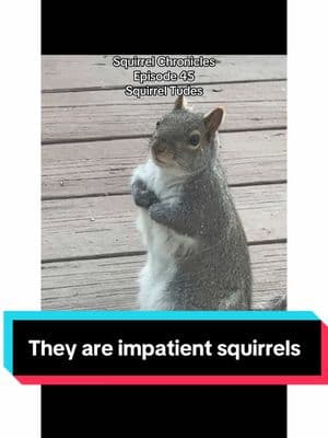 Squirrel Chronicles:  Episode 45 !  Impatient Squirrels #shapoppinwithshannon #squirrels #squirrelsoftiktok #squirreltok #wildlife #nature #storytime #squirrelchronicles #fypシ #furryfriends #animals #animalsoftiktok #GOMP #mypetsquirrel #squirrel #squirrelgang🐿 #squirrellife #furbaby #samuel #samuelj #mysquirrel #mypetsquirrel #squirrelsoftiktok #squirrels #squirreltok 