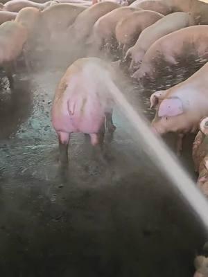 Let's makeup removal.#piggy #relaxingvideos #satisfyingvideo #piggypiggy #pig #piggyspa #funny #pigbath #fypage #funnyvideos #interesting #relax #pigs #pov #relaxing #piggies #piggie #tiktok #fyp #viralvideo #viraltiktok #satisfyingvideo 