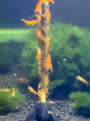 My Orange Neocaridina went NUTS for my new Shrimp Sticks! #neocaridina #shrimp #shrimptank #dakuaquatics #fishkeeping #aquarium #aquariumhobby #fish #aquascape #freshwateraquarium #aquariumfish #plantedtank #aquariums #tropicalfish #fishkeeper #aquascaping #aquariumlife #plantedaquarium #nanofish #aquariumsofinstagram #freshwaterfish #freshwatertank #aquascaper #natureaquarium #freshwater #fishofinstagram #nature #nanotank #fishroom