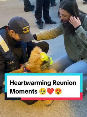 Dogs Happily Reunited With Owners 😍 || Heartwarming Reunion Moments 🥺 #dog #dogsoftiktok #dogsoftiktokviral #dogs #doglover #doggo #reunion #reunited #dogowner #wholesome #hearttouching #emotional #crying #sad #fyp #fypシ 