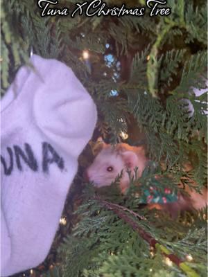 The best holiday helper🎄 #tuna#tunahaul#ferret#ferretsoftiktok#ferrettok#pets#fyp#foryou#foryoupage#animaltok#dogtok#cattok#babytok#toddler#momtok#momlife#dogsoftiktok#funnyanimals#funnypets#animalvoiceovers#voiceover#southerngirl#PetsOfTikTok#zoo#Home#house#clothes#wildlife#wildliferehab#georgia#southgeorgia #baby#toddler#momhack 