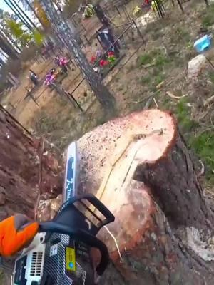 How a 500 year old oak tree falls #onthisday #firewood #treework #stihl #logger 