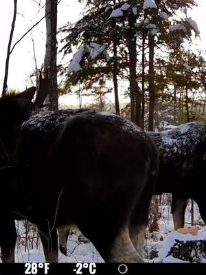 Morning moose action… #spypoint #trailcamera #trailcam #whatgetsyououtdoors #gamecamera #trailcams #whyispypoint #trailcameras