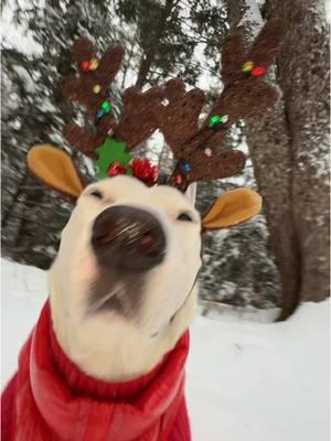 (Follow our Ínsța gram @ mistermainer1) Me when it snows in December (I live in Maine) #maine #mainecheck #dogs #winter #snow #christmas #doggy #meme #holiday 