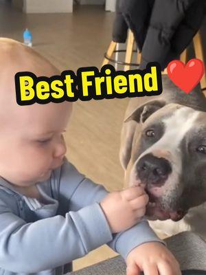 When Your Dog Becomes a Best Friend of Your Baby ❤️ #baby #babytiktok #babylove #babyanddog #babiesoftiktok #dog #dogsoftiktok #doglovers #doggo #puppy #puppytiktok #toddler #toddlersoftiktok #Love #cute #adorable #precious #bonding #moments #BestFriends #fyp 