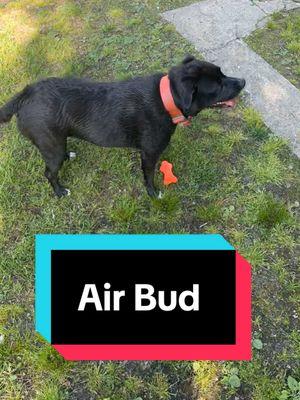 Air Bud #PetsOfTikTok #pets #airbud 