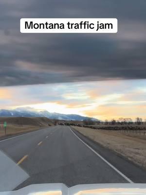 Montana traffic jam #Montana #traffic #jam #wildlife #elk #walking #blocking #the #road #406farmer  