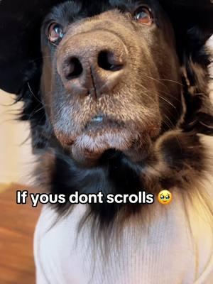 Faithfully 🥹 #youscrolled #🥹 #blackdog #dogloverstok #virl #dogsoftiktok #dogtok #mixbreedtok #goldenretriever #germanshepherd #sweetestdogtok #beautifuldog #dontflop #govirl #govirlforme #cutedoggy