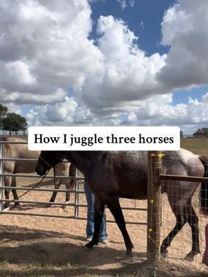 Replying to @Cassie | Wannabe Farmer How I juggle having three horses! Another person asked this question but I couldn’t reply to their comment with a video so I replied to this one! 💗 My horses are happy and healthy and that’s always the #1 most important thing in my book.  #horses #colt 