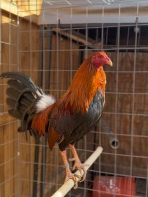 Yellow leg hatch from Spring Grove looking 🔥 What would you breed this bird with? Lmk in the comments. #ylh #yellowleghatch #gallos #gallosfinos #gamefowl #gallosworld #gallosmexico🐓👌 #gallosamericanos #gamefowlbreeders #fyp #foryo #paratii #gallosdeprimernivel #pollos 