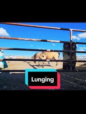 My first time lunging Biscuit and she wasn't wanting to #rockinkhorses #biscuit #buckskinhorse #buckskinmare #problemhorse #horsetraining #roundpen #roundpentraining #roundpenwork #lunging #SpringervilleAZ #Arizona #azhorselife #random #randomvideo #FNX #FNXelite #fnxfit #fnxambassador #hygainfeeds 