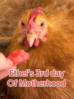 If y’all get sick of these, lmk & I’ll go back to the usual vids 🥰 - - - #ethel #etheltok #ethelthechicken #motherhood #motherhoodjourney #chicken #chickens #chickensoftiktok #fyp #cute #sad #interesting #education #educational #learn #farmanimals #farm #share #cuteanimals #broody #broodyhen #hatching #hatchingeggs #hatchday  #incubator #chickentok #share #like #comment #joke #comedy #laugh #probsbitching  