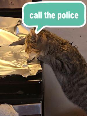 counter top training the barn kitten is going swell. Now he just stands by my feet and screams at me. #soup #soupthecat #cattok #catsoftiktok #kitten #kittentok  #newkitten #aluminumfoil #countertop #chaos #barncat #farmmanager 