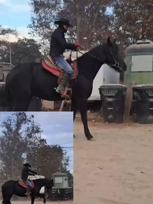 No usar  la fuerza o castigo a un  caballo por no cruzar un obstáculo. Esto puede aumentar su miedo y desconfianza.#caballos  #entrenamiento #doma 