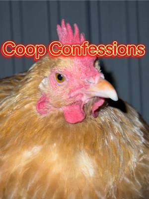 Don’t worry Merle, you’re still my favorite  - - - #coopconfessions #belltherooster #bell #babybell #probsbitching #fyp #funny #comedy #laugh #share #havefun #smile #storytime #storytelling #story #animals #farm #farmlife #chicken #chickens #rooster #funnyanimals #chickens #chickensoftiktok #chickentok 