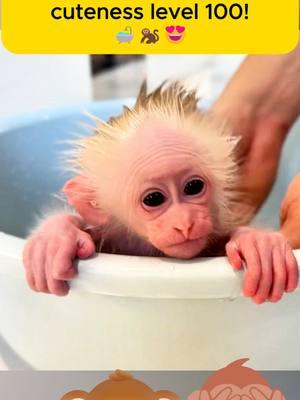 Giving My Cute Little Monkey a Bath – Cuteness Overload! 🐒🛁💦 #CuteMonkey #BathTimeFun #AdorableAnimals #TinyMonkey #MonkeyBathTime #AnimalLovers #FunnyMonkey #MonkeyShenanigans #CleanAndCute #ViralAnimals 