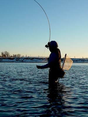 Fly rods are kind of important for fly fishing...after all, if we didn't have fly rods, we couldn't fly fish! But fly rods are also confusing. What does the line weight rating mean? Why does it matter? What is a fly rod's action, and should that change what rod you buy? And why are some of them SO EXPENSIVE? On this episode of Untangled, you're going to learn EVERYTHING about fly rods. This is the definitive guide to understanding fly rods so you can pick the best one for any fishing situation. Check out the link in our bio to watch the entire podcast episode! Choosing the Perfect Fly Fishing Rod: The Ultimate Guide | Ep. 105 (Untangled: Fly Fishing For Everyone) #flyfishing #flyfishingnation #flyfishingtiktok #flyfishinglife #flyfishingtrout #flyfishingaddict #flyfishingcheck #flyfishingtips #flyfishingbass #venturesflyco #TeamVFC #livereellife #beginnerflyfishing #howtoflyfish #flytying #flytyingjunkie #flytyingaddict #flytyingtutorial #flytyingvideo #flytyingnation #flytyingphotography #flytyingtiktok #flyfishinggear