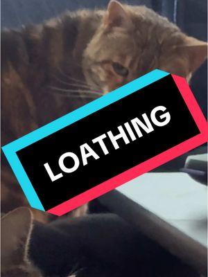 Please this was funnier to me than it deserves to be #loathing #whatisthisfeeling #cat #cattok #bengalcat #wickedmovie #fyp #foryou #trending 