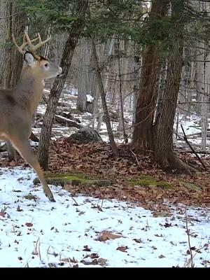 "Aw heck, not another camera!" #spypoint #trailcamera #trailcam #whatgetsyououtdoors #gamecamera #trailcams #whyispypoint #trailcameras