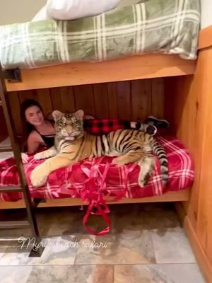 Christmas slumber party with a tiger!🐯❤️🎄 I call top bunk!!!😆 • • • #tiger #tigers #tigercubs #babytigers #exoticanimals #bigcats #animals #animalsaddict #animalslover #baby #explore #christmas #christmastime #sleighride #winter #slumberparty #sleepover #christmasdecor #christmasdecorations #happyholidays 