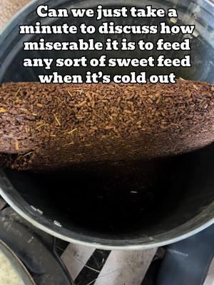 It’s like trying to break a piece out of a boulder with a plastic scooper. #horsetok #relatable #tuesday #equestrian #equestrianproblems #amateur #adultamateur #sweetfeed #grain #ottb #thoroughbred #funny #nutrition #horsefirl #horseowner #farmowner #struggle 