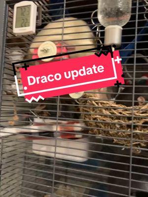 He's doing so much better with his meds! Hopefully he'll stay that way! #RatsOfTiktok #RatTok #FancyRats #PetRats 