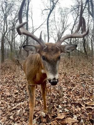 #whitetail #wildlife #Outdoors #midwestwhitetail #deer #buck #urbanwildlife #whitetails #wildlifephotography #outdoorlife #urbandeer #antleraddict 