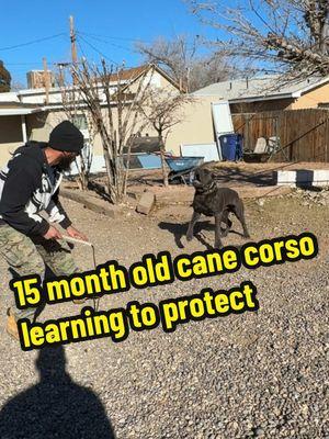 Black Guardianz Melow is turning on at just 15 months old. That’s exactly what I wanted to see for only his second session of of bite work. A huge thank you too our trainer @Mr. Grinch from Meanone K9 located here in Albuquerque, New Mexico ##canecorsooftiktok##canecorsolife##bigdogs##bigdogsoftiktok##fy##canecorso##cane##bitework##workingdog##PetsOfTikTok##canecorsoitaliano##canecorsolovers##canecorsobitetraining##dogsoftiktok##DogTraining##albuquerquenewmexico##workingcanecorso##breeder##melowthecanecorso##blackguardianzcanecorso