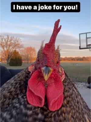 Tax Marks the Spot: Where Efficiency Goes to Hide! #government #tax #hen #rooster #chickens #chicken #chickensofinstagram #comedy #funny #geese #goose #memesdaily #geeseofinstagram #dadjokes #funnyanimals #featheryfinetime #motherclucker #farmjokester #nameyellingchicken #chickenscreamingnames #michaelsalerno