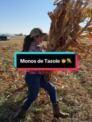 Monos de tazole 🤠🌽 #zacatecas #rancho #vidaderancho #ranch #ranchlife #campo #vidadecampo #mexico #chuladademaiz #chuladademaizprieto #tazole #monosdetazole #monasderastrojo #pastura 