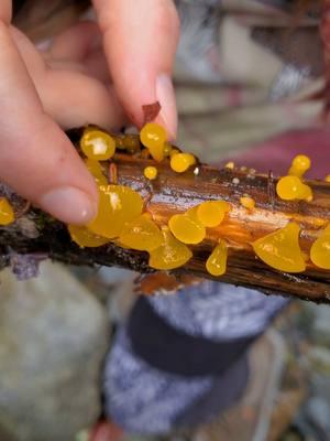 Replying to @anacognate Information in the caption⤵️⤵️⤵️  Meet the Alpine Jelly Cone—a fungus so jiggly, it could double as a dessert!🍮✨ Fun fact: they’re actually edible, but VERY bland! We’ve tried them, lol. These wobbly wonders, also known as Guepiniopsis alpina or “Poor Man’s Gumdrop,” thrive in high altitude forests and have a unique gelatinous texture that feels oddly satisfying to poke.🤭 Naturally, we couldn’t resist giving it a gentle wobble test and, okay, maybe lovingly tickling it too. Hehe It jiggled delightfully, and we’re absolutely enchanted! Turns out, fungi really are fun-guys!😆  Not technically a mushroom, this little marvel falls under the category of fungi because it lacks the classic cap and stem structure and doesn’t produce gills or spores in the same way. Its jelly like form is part of what makes it so unique and so irresistible to curious nature lovers like us.🥰  Not only are they fun to jiggle, but they're also a reminder of the weird and wonderful biodiversity of our alpine ecosystems.♻️ It’s just like when we see moss—it begs to be touched! How can you not want to pet it? Maybe we’re just drawn to anything soft, squishy, or jiggle worthy.😋 I think we’re wired to interact with nature in the quirkiest ways possible.🤪  Are you as in love with moss, mushrooms, and fungi as we are?🌿🍄 Because we think they’re all MVP's (most valuable players) in nature!🤗  If you're a fan of of nature’s weird and wonderful treasures, then you'll love our account!😁 Follow for more!💚 #fungi #fungus #mushrooms #mushies #moss #jigglejiggle #nature #naturefacts #natureisamazing #adventuretime #adventure #washington #washingtonstate #pnwwonderland #pnwlife