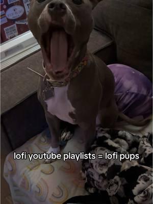 your dogs deserve a quiet time during the day just like we do! this lofi playlist is so so good for our pups! #fyp #petownerhack #pethack #doghack #dogmom #lofi #dogsrule #rescuedog 