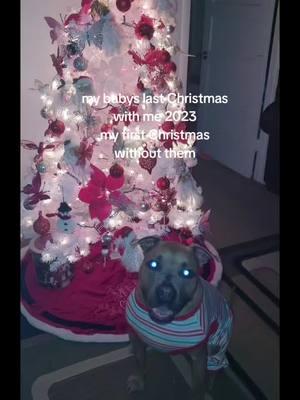 #pitbullsoftiktokviral #dogslifestyle #dogslife #Christmas #BestFriends #dogslifestyle #thatsmyboy #tiktok #mylove #dog #doggylove #justmeandmydog #dogs #hurting #imissyou #cutiepie #letsgoviral 