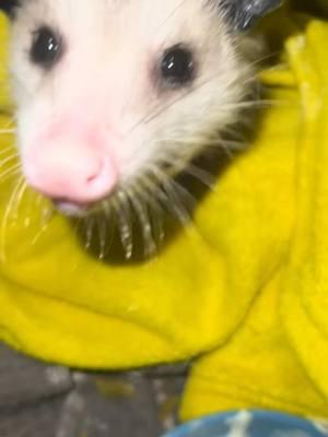 #onthisdayT This angel grew up to be a happy healthy possim. She was a yard release. I actually got to see her first litter grow up before moving on. She was the cutest! #zarigüeya #animallover #OpossumNation #Opossum #opossumsbeingcute #possumtok #babyopossum 