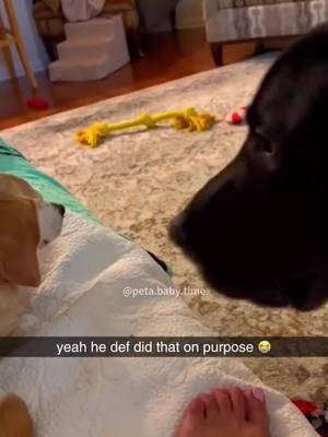 Funny dog videos🐶🤣#fyp #fypシ ##pet #pets #dog #dogs #dogsoftiktok #PetsOfTikTok #funnypets #funnypetsoftiktok #funnypetvideos 