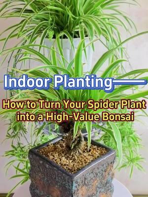 #indoorgarden #spiderplant #bonsai #gardening #plants #garden #homegarden #indoorplants #planting #houseplants 