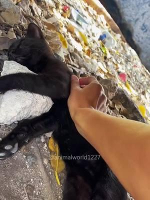 People never consider the feelings of cats😂😂#cat #cats #cutecat #foryou #foryoupage #funny #fypツ #funnyvideos #funnyvideo #catsoftiktok #catlover #funnycat #funnytiktok #funnyanimal 