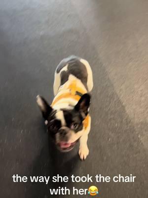 frenchie plays always are always entertaining! #frenchie #frenchies #frenchbulldog #frenchbully #frenchiesoftiktok #bulldogsoftiktok #frenchielife #frenchielove #frenchiepuppy #dogtrend #viraldog #funnydogvideos 