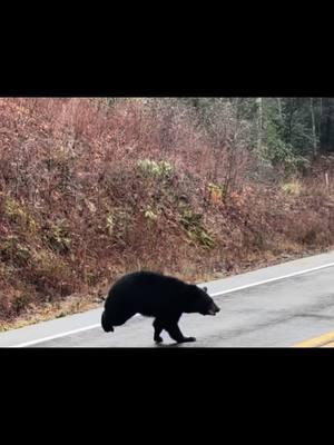 #wvblackbear #wvbear #wvbearhunt #wvbearhunting #wv #westvirginia #westvirginiacheck #mountainstate #wvhunters #bearhunt #bearhunting #bearhunter #beardog #bearhounds #country #wild #hunters #hunt #hunter #huntersoftiktok #wildlife #wildlifeoftiktok #PetsOfTikTok #deerhuntersoftiltok #foryou #foryoupage #foryoupageofficiall #foryourpage #fyp #fup #fy #tiktokviral #tiktokvideo #viral #america #viraltiktok